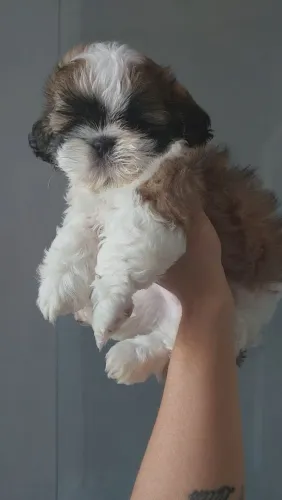 Shitzu macho 