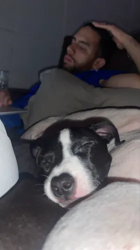 DOAÇÃO FILHOTE PITBULL