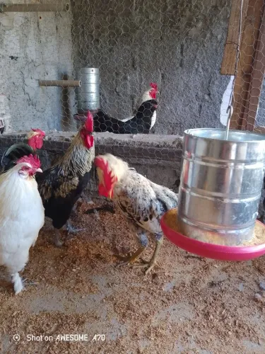 Frango caipira 8 meses