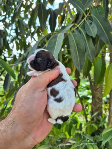 FILHOTES DE SHIH TZU À VENDA - MACHOS E FÊMEAS