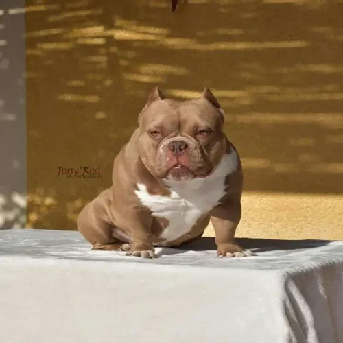 Americam bully ... procedência garantia de pureza Pocket