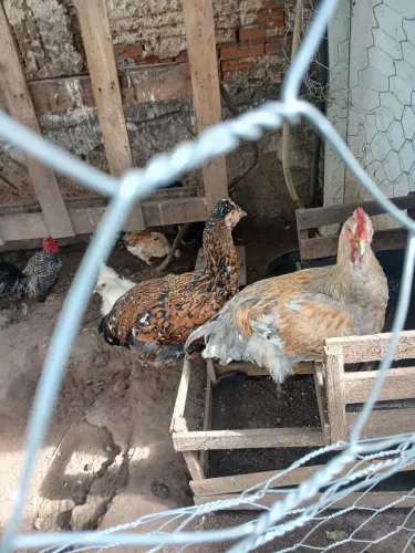 Venda galinha gsb venda galinha caipira brahma galinze