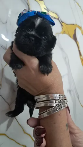 Filhote Shitzu 1 macho Uma Fêmea