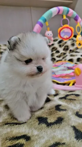 Spitz Alemão Fêmea!