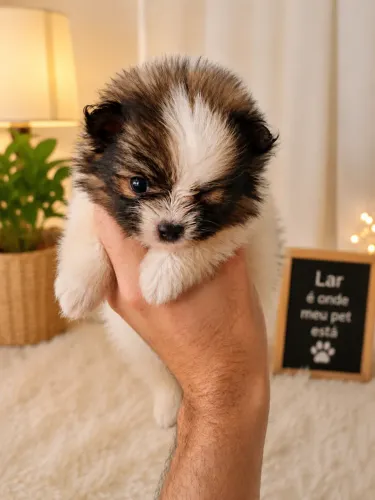 Spitz Alemão / Lulu da Pomerânia Mini Tricolor 