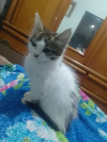Gatinha filhote para doação