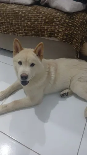 Vende-se Shiba