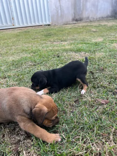 Doa-se filhotes de cachorro