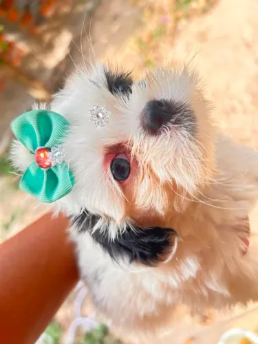Shitzu fêmea