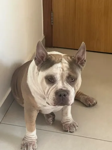 American Bully
