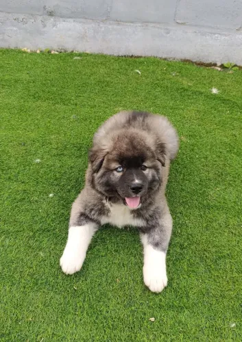 Filhotes de Husky Siberiano com Akita