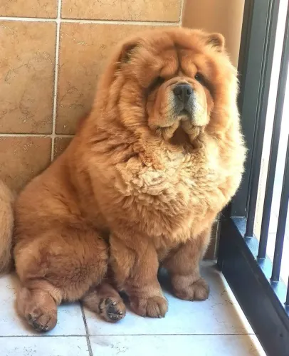 Chow Chow somos especialistas!! Na raça parcelo até 18x