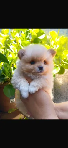 Lulu da pomeranea entregamos com vacina ate você 