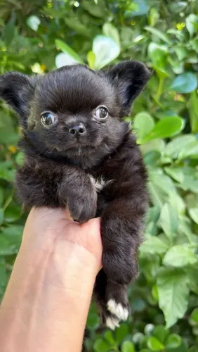 Chihuahua. Um lindo rapazinho Black pelagem longa 