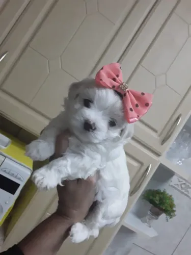 Lindíssimo filhotes Maltês Fêmeas e machos top