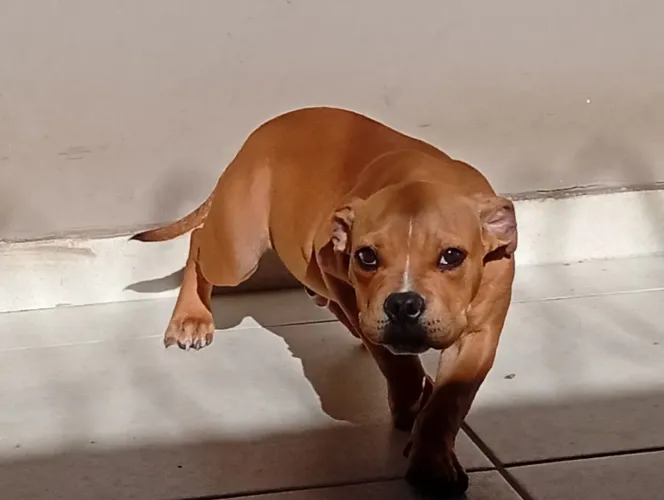Amarica Bully 