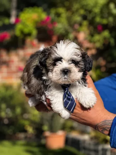 Filhotes de Shih tzu macho perfeitinho!