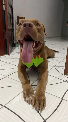 Doação Pit Bull