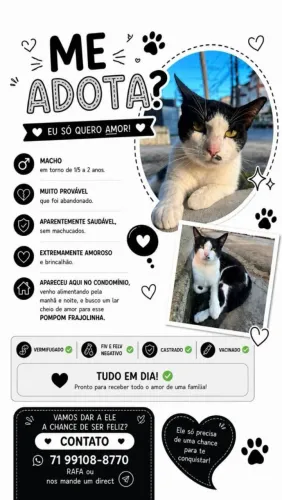 Gato macho castrado