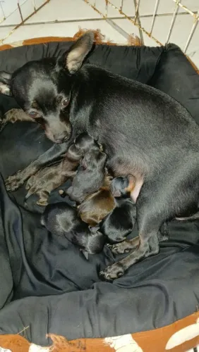 Pinscher 0 com 1