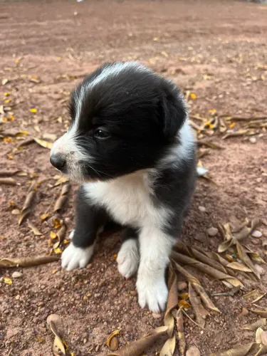 Vendo cães da raça Border Collie