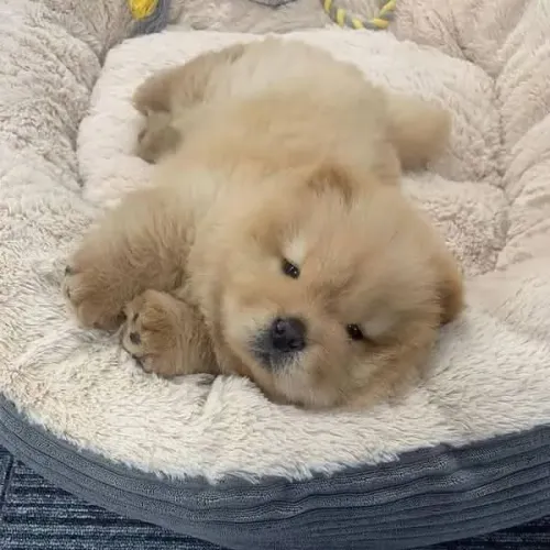 Filhotes De Chow Chow - Diga Sim Para Um Companheiro Fiel E Cheio De Carinho 