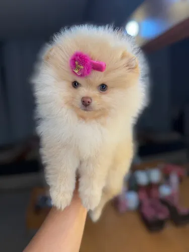 Lulu da Pomerania chocolate