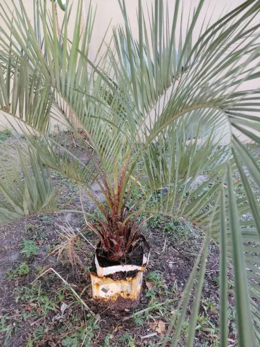 Pe de butia