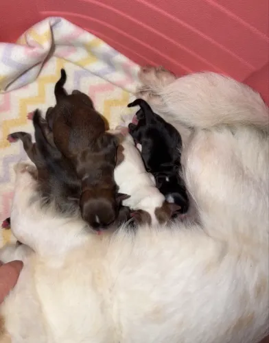 Chihuahua 