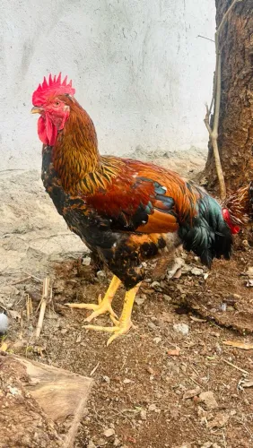 Galinha sertaneja balão