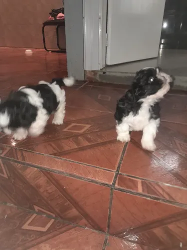 Filhotes de shitzu  macho