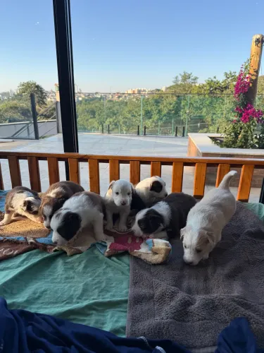Filhotes Border Collie Puros - Pais no local - Jundiaí