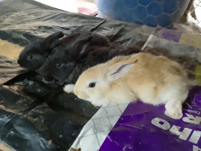 Coelhinhos lindos
