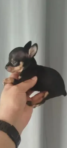 PINSCHER MACHO 0000