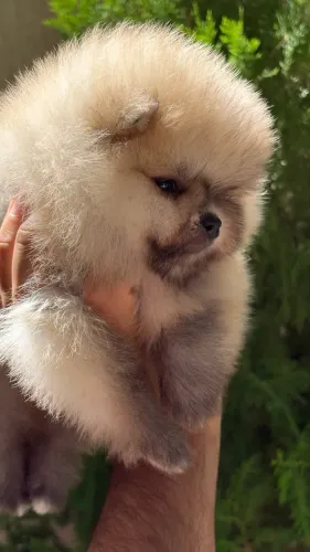 Lulu da pomerania macho