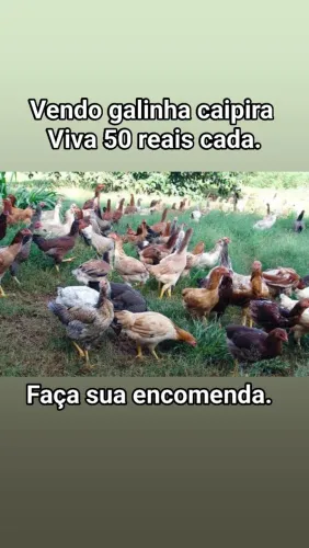 Galinha