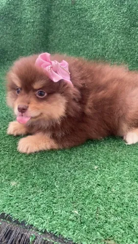 Lulu da pomerania