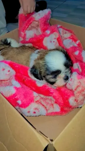 Vendo shihtzu macho