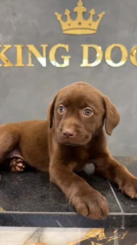 LABRADOR filhote