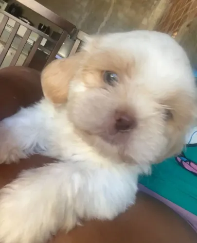 Cachorro da raça shitzu nasceu dia 28,02