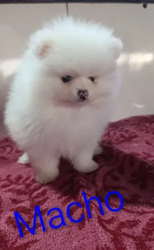 Vendo filhote de lulu