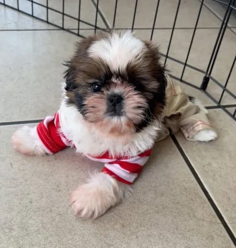 Shihtzu macho. 