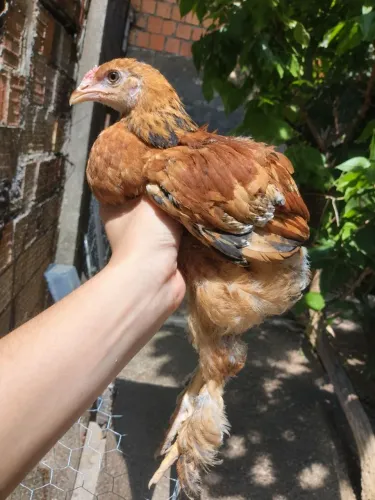 Galo frango Brahma buff também troco por galinha 