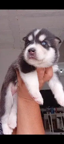 Husky siberiano 