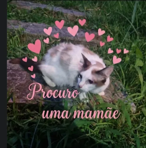 Gatinhos procuram mamães !