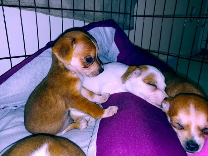 pinscher x chihuahua lindos e bem pequenos