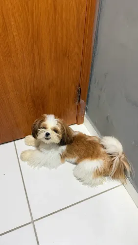 Shitzu