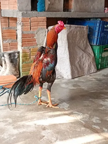 Galinhas e Galos de Raça.