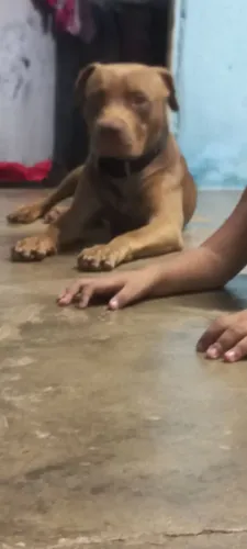 Vende-se um pitbull 7 meses de vida, super dócil, obediente, 