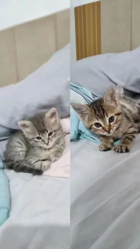 Doação gatinhos